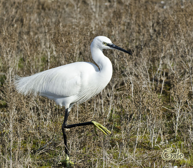 Egretta garzetta